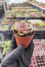 Echeveria Mina - Görsel 2