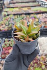 Aloe Black Gem