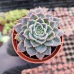 Echeveria Zibal