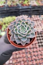 Echeveria Zibal