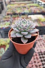 Echeveria Zibal - Görsel 2