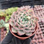 Echeveria Hercules