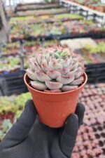 Echeveria Hercules - Görsel 2