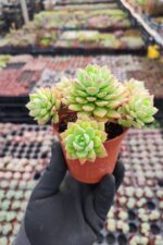 Echeveria Marcus - Görsel 2