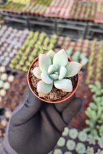 Graptoveria Opalina - Görsel 2