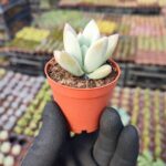 Graptoveria Opalina