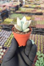 Graptoveria Opalina