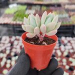Graptoveria Opalina