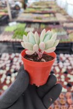 Graptoveria Opalina