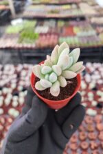 Graptoveria Opalina - Görsel 2