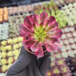 Aeonium Phantom