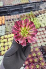 Aeonium Phantom