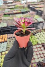 Aeonium Phantom - Görsel 2