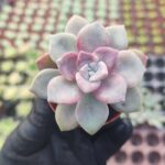 Graptopetalum Purple Delight