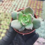 Echeveria Super Bowl