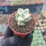 Crassula Moonglow variegata