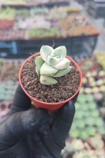 Crassula Moonglow variegata