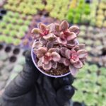 Graptosedum bronze Chocolate Variegata