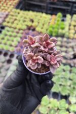 Graptosedum bronze Chocolate Variegata