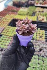 Graptosedum bronze Chocolate Variegata - Görsel 2