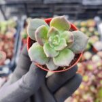 Echeveria Super Bowl