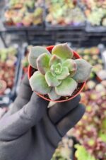 Echeveria Super Bowl