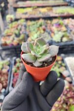 Echeveria Super Bowl - Görsel 2