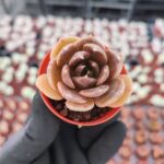 Echeveria Super Bowl