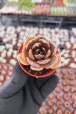 Echeveria Super Bowl