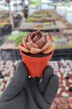 Echeveria Super Bowl - Görsel 2