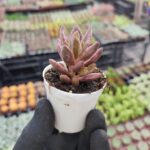 Graptosedum bronze Chocolate Variegata