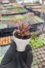 Graptosedum bronze Chocolate Variegata
