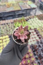 Graptosedum bronze Chocolate Variegata - Görsel 2