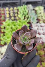 Echeveria Super Bowl - Görsel 3