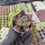 Echeveria Super Bowl