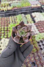 Echeveria Super Bowl