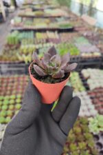 Echeveria Super Bowl - Görsel 2