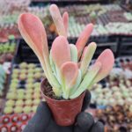 Kalanchoe Oricula