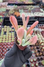 Kalanchoe Oricula - Görsel 2