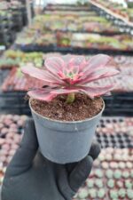 Aeonium Zwartkin - Görsel 2