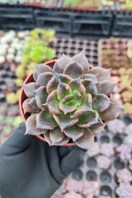 Echeveria Super Bowl