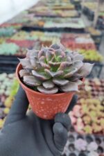Echeveria Super Bowl - Görsel 2