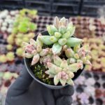 Pachyphytum compactum red tips