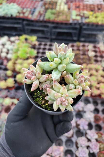 Pachyphytum compactum red tips