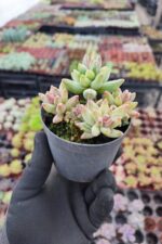 Pachyphytum compactum red tips - Görsel 2