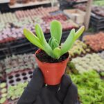 Kalanchoe Oricula