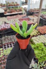 Kalanchoe Oricula