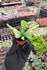 Kalanchoe Oricula - Görsel 2