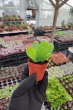 Kalanchoe Oricula - Görsel 3