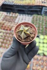 Astrophytum quadricostatum nudum - Görsel 2